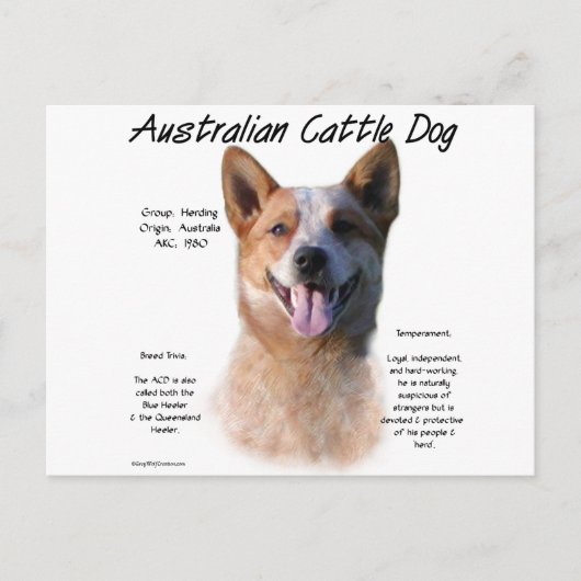 Red Speckle Australian Cattle Dog History Postkarte (Vorderseite)