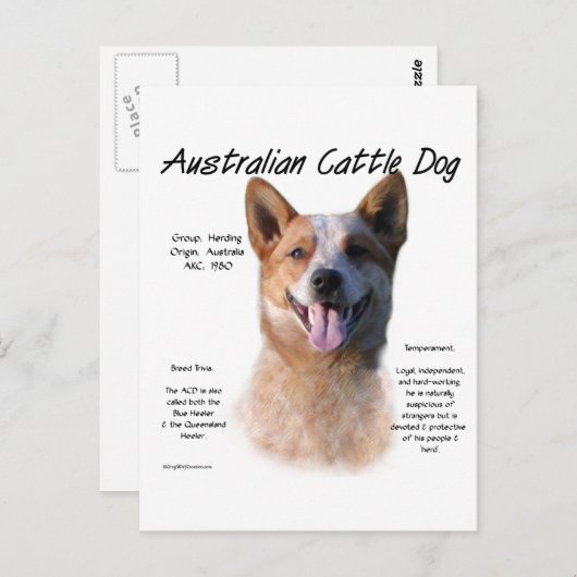 Red Speckle Australian Cattle Dog History Postkarte (Vorne/Hinten)