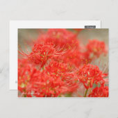 Red Spider Lily:Postcard Postkarte (Vorne/Hinten)
