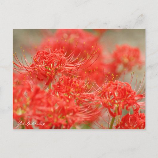 Red Spider Lily:Postcard Postkarte (Vorderseite)