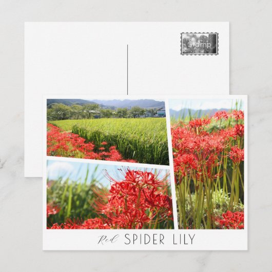 Red Spider Lily Postkarte (Vorne/Hinten)