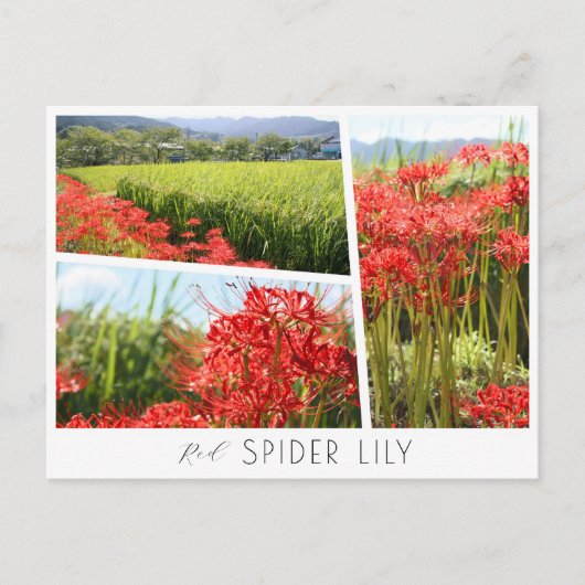 Red Spider Lily Postkarte (Vorderseite)