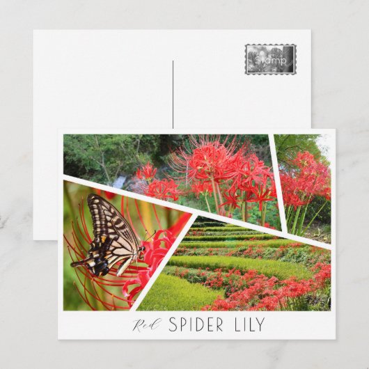 Red Spider Lily Postkarte (Vorne/Hinten)