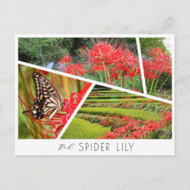 Red Spider Lily Postkarte