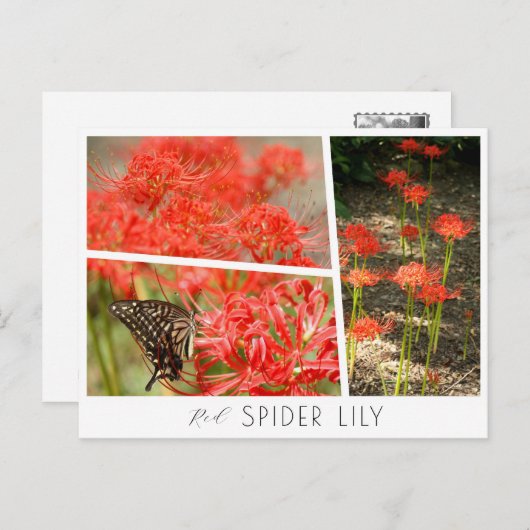 Red Spider Lily Postkarte (Vorne/Hinten)