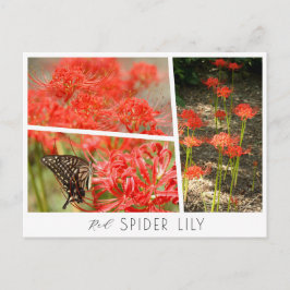Red Spider Lily Postkarte