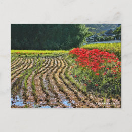 Red Spider Lily Postkarte