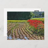 Red Spider Lily Postkarte (Vorne/Hinten)