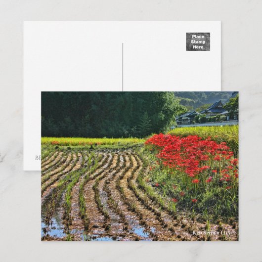 Red Spider Lily Postkarte (Vorne/Hinten)