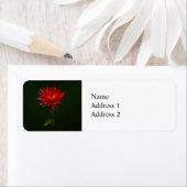 Red Spider Mum (Insitu)