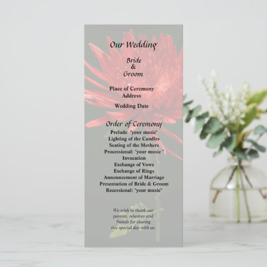 Red Spider Mum Programm (Stehend Vorderseite)