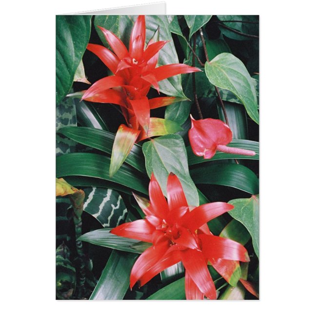 Red Spikey Tropical Blume (Vorne)