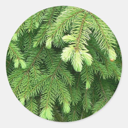 Red Spruce Sprouts 4 Runder Aufkleber (Vorderseite)