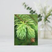 Red Spruce Sprouts Postkarte (Stehend Vorderseite)