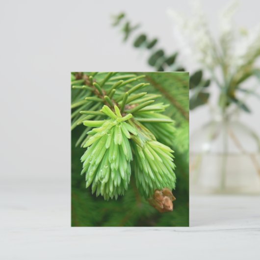 Red Spruce Sprouts Postkarte (Stehend Vorderseite)
