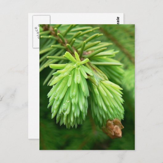 Red Spruce Sprouts Postkarte (Vorne/Hinten)