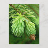 Red Spruce Sprouts Postkarte (Vorderseite)