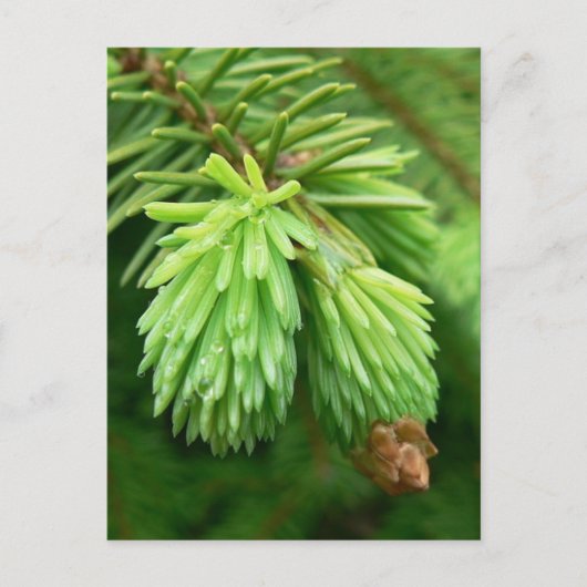 Red Spruce Sprouts Postkarte (Vorderseite)