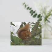 Red Squirrel Postkarte (Stehend Vorderseite)