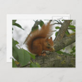 Red Squirrel Postkarte (Vorne/Hinten)