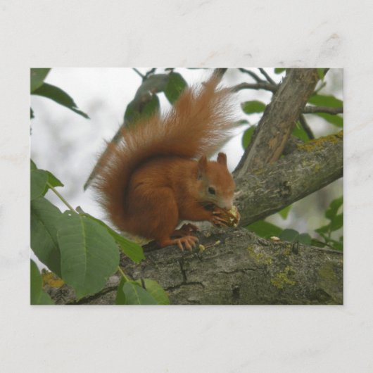 Red Squirrel Postkarte (Vorderseite)