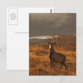 Red Stag Postcard Postkarte (Vorne/Hinten)