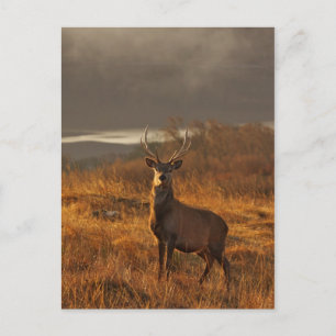 Red Stag Postcard Postkarte