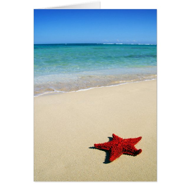 Red Starfish am weißen Sandstrand (Vorne)