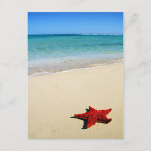 Red Starfish am weißen Sandstrand Postkarte