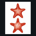 Red Starfish No.2 Nautical Wall Art Deco Print Poster<br><div class="desc">Red Starfish No.2 Nautical Wall Art Deco Print</div>