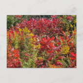 Red Sumac im Herbst Postkarte (Vorderseite)