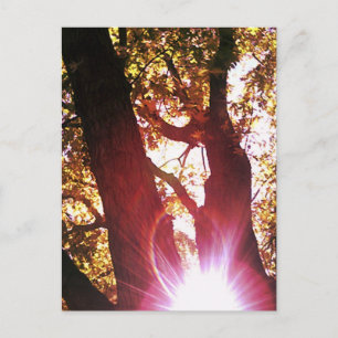 Red Sun Glare Postkarte