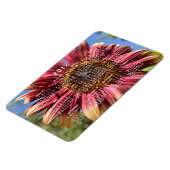 Red Sunflower Calendar Magnet (Linke Seite)