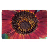 Red Sunflower Magnet (Horizontal)