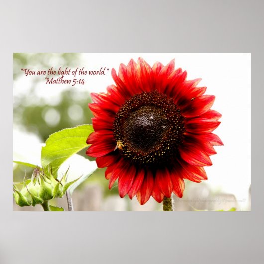 Red Sunflower Poster mit Matthew 5:14 Bible Verse (Vorne)