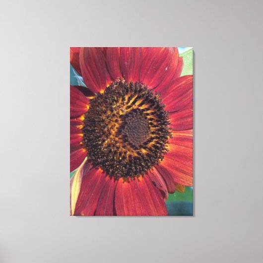 Red Sunflower Wrapped Canvas print Leinwanddruck (Vorderseite)
