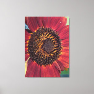 Red Sunflower Wrapped Canvas print Leinwanddruck
