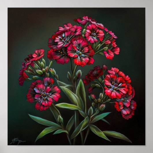 Red Sweet William Blume Art Print Poster (Vorne)