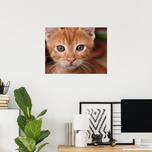 Red Tabby Kitten Poster (Heimbüro)