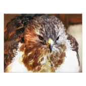 RED TAED HAWK FOTODRUCK (Vorne)