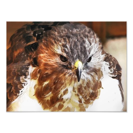 RED TAED HAWK FOTODRUCK (Vorne)