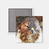 RED TAED HAWK MAGNET (Vorderseite/Rückseite)