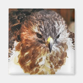 RED TAED HAWK MAGNET (Vorne)
