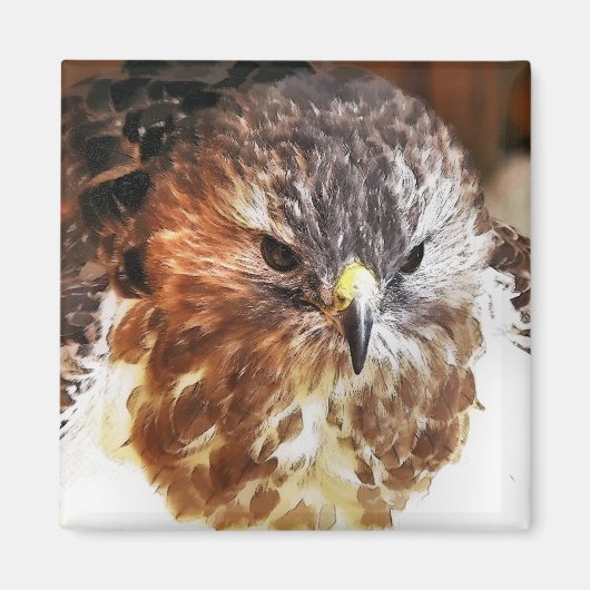 RED TAED HAWK MAGNET (Vorne)