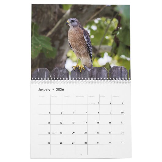 Red Tail Hawk 2025 Kalender (Jan 2026)
