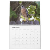 Red Tail Hawk 2025 Kalender (Jan 2027)