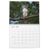 Red Tail Hawk 2025 Kalender (Mär 2027)