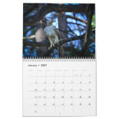 Red Tail Hawk 2025 Kalender (Jan 2027)