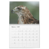 Red Tail Hawk 2025 Kalender (Feb 2027)