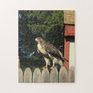 Red Tail Hawk auf Holzzaun Puzzle